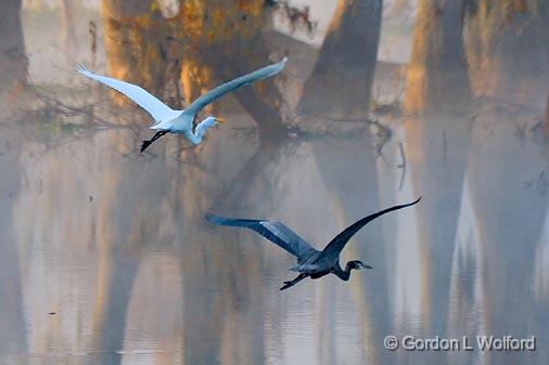 Egret & Heron In Flight_26214.jpg - Great Egret (Ardea alba) and Great Blue Heron (Ardea herodias) flying together. Photographed in the Cypress Island Preserve at Lake Martin near Breaux Bridge, Louisiana, USA.